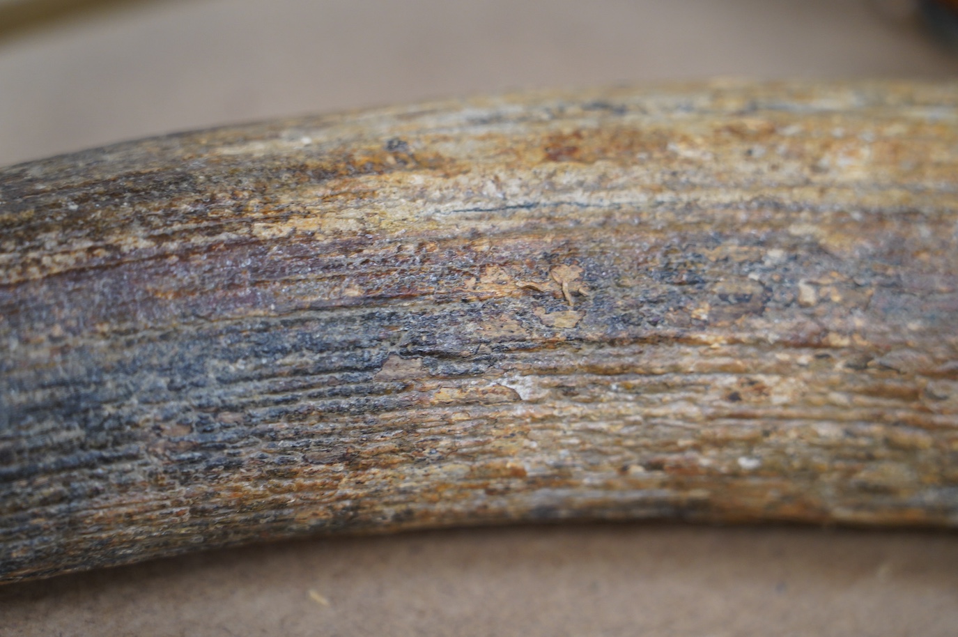 A section of prehistoric semi fossilised mammoth tusk, 52cm in length. Condition - fair to good antique condition